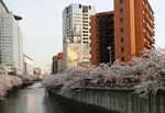 Cherry Blossom Meguro River