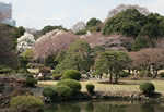 Cherry Blossom Shinjuku Park