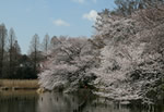 Cherry Blossom Zenpukuji Park