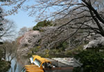Cherry Blossom Zenpukuji Park