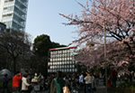 Cherry Blossom Ueno