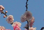 Cherry Blossom Ueno