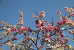 Cherry Blossom Ueno