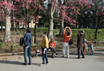 Cherry Blossom Ueno