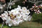 Cherry Blossom Season in Tokyo