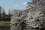 Tokyo Hanami Spots