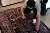 Oriental Rug Cleaning