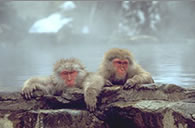 Snow Monkeys