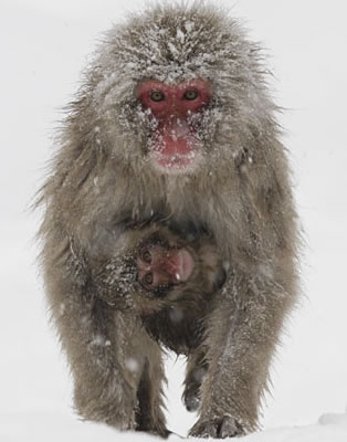 Snow Monkeys