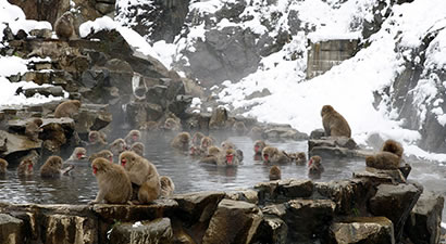 Photo from EBESA, Snow Monkeys and Tours in Yamanouchi, Nagano