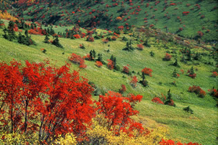 Photo from Hotel Shirakabaso, Hotel Shirakabaso, Onsen Hotel in Shiga Kogen (Yamanouchi), Nagano