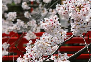 Photo from Kinosaki Hot Springs, Onsen and Sightseeing in Hyogo Prefecture