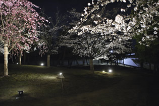 Photo from Kokoen Garden, Traditional Japanese Garden in Himeji City, Hyogo