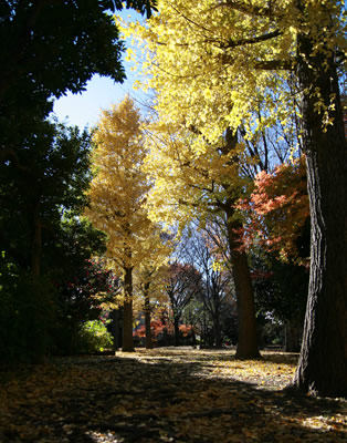 Autumn in Zenpukujigawa Green Park