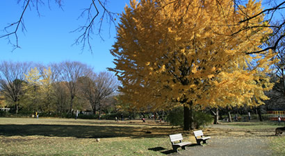 Photo from Zenpukuji Gawa Green Park, Green zone and running trail along Zenpukuji River